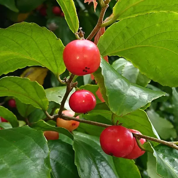 Lovi_Lovi_Fruit_Plants_Tree_1_5_3_Feet_Size