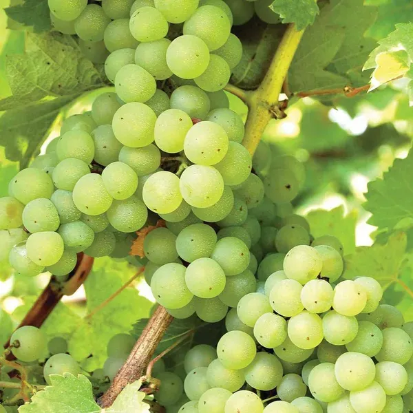 Green_Grapes_Angoor_Fruit_Air_Layering_Grafted_Plants_Tree