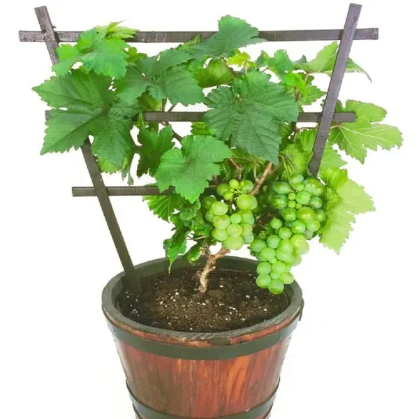 Green_Grapes_Angoor_Fruit_Air_Layering_Grafted_Plants_Tree