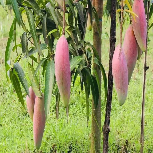 Thai_Chiang_Mai_Mango_Grafted_Aam_Fruit_Plants_Tree_1_5_3_Feet_Size
