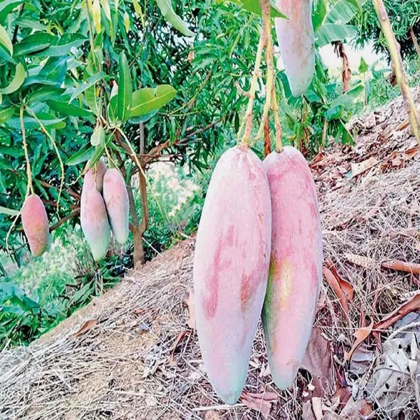 Thai_Chiang_Mai_Mango_Grafted_Aam_Fruit_Plants_Tree_1_5_3_Feet_Size