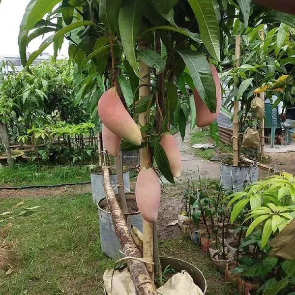 Thai_Chiang_Mai_Mango_Grafted_Aam_Fruit_Plants_Tree_1_5_3_Feet_Size