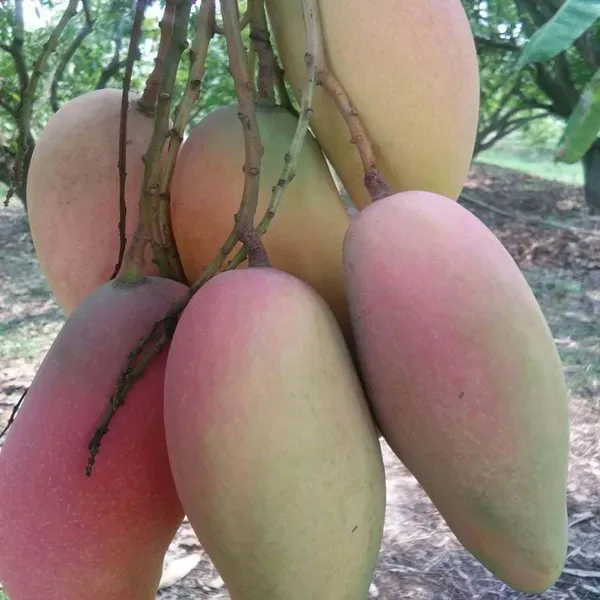 Thai_Chiang_Mai_Mango_Grafted_Aam_Fruit_Plants_Tree_1_5_3_Feet_Size