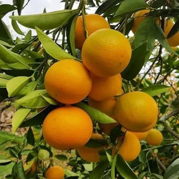 Malta_Mosambi_Variety_Grafted_Fruit_Plants_Tree_1_2_Feet_Size