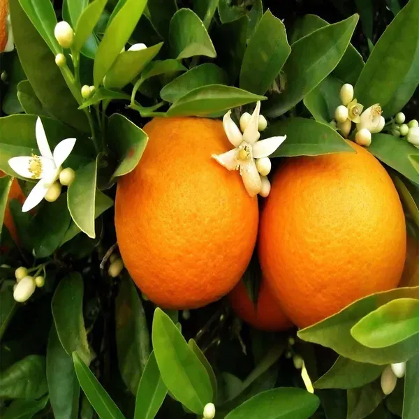 Malta_Mosambi_Variety_Grafted_Fruit_Plants_Tree_1_2_Feet_Size