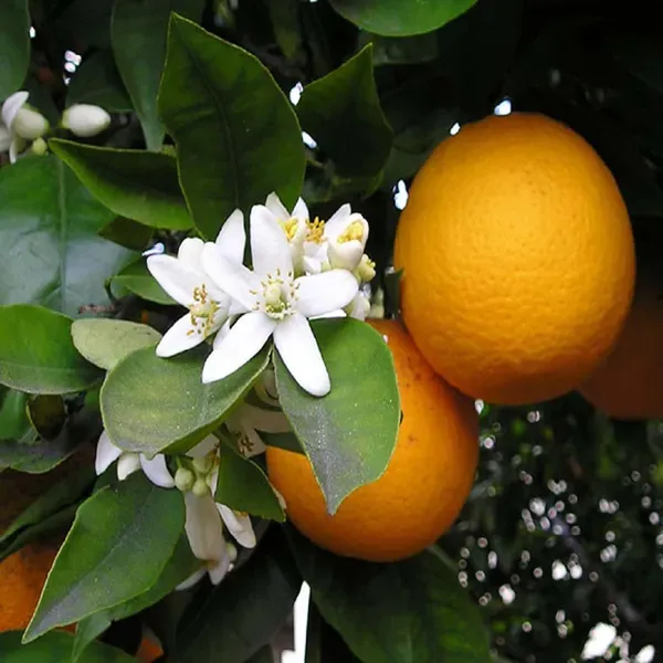 Malta_Mosambi_Variety_Grafted_Fruit_Plants_Tree_1_2_Feet_Size