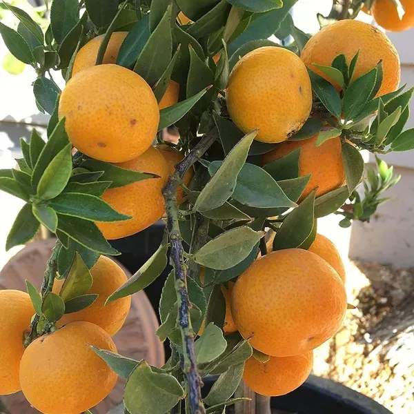 Malta_Mosambi_Variety_Grafted_Fruit_Plants_Tree_1_2_Feet_Size