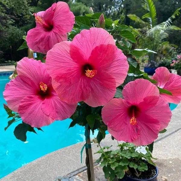 Pink_Colour_Hibiscus_Joba_Gudhal_Flower_Plants_Tree_1_2_Feet_Size