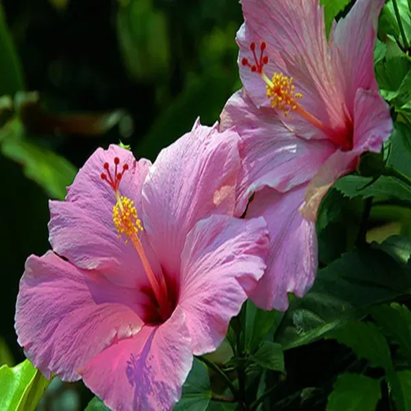 Pink_Colour_Hibiscus_Joba_Gudhal_Flower_Plants_Tree_1_2_Feet_Size