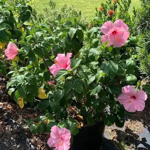 Pink_Colour_Hibiscus_Joba_Gudhal_Flower_Plants_Tree_1_2_Feet_Size