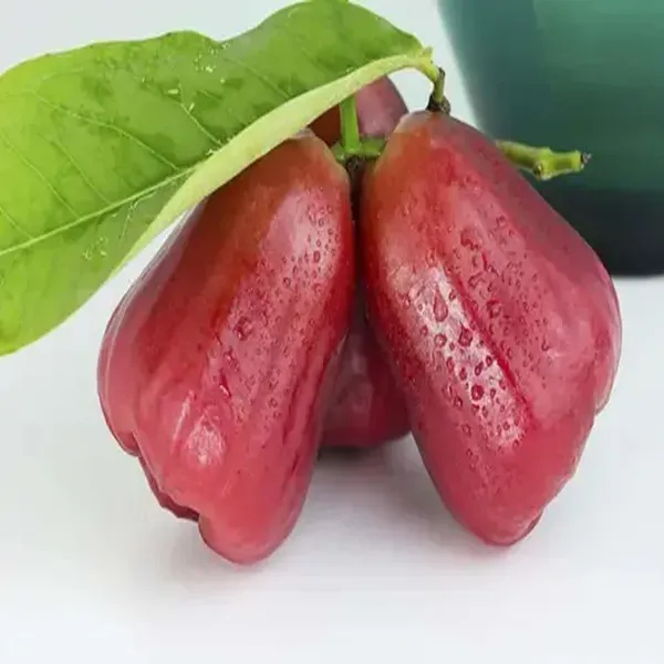 Michael_Wax_Apple_Water_Apple_Java_Apple_Fruit_Air_Layering_Grafted_Plant