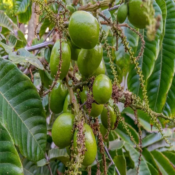 Matoa_Green_Variety_Fruit_Plants_Tree_1_3_Feet_Size