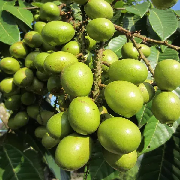 Matoa_Green_Variety_Fruit_Plants_Tree_1_3_Feet_Size