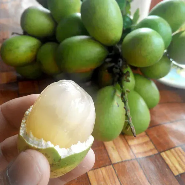 Matoa_Green_Variety_Fruit_Plants_Tree_1_3_Feet_Size