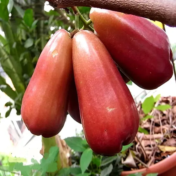 Jambu_King_Kong_Wax_Apple_Water_Apple_Java_Apple_Fruit_Air_Layering_Grafte