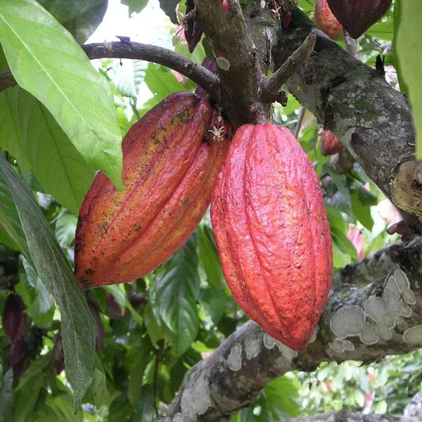 Cocoa_Chocolate_Fruit_Plants_Tree_1_5_3_Feet_Size