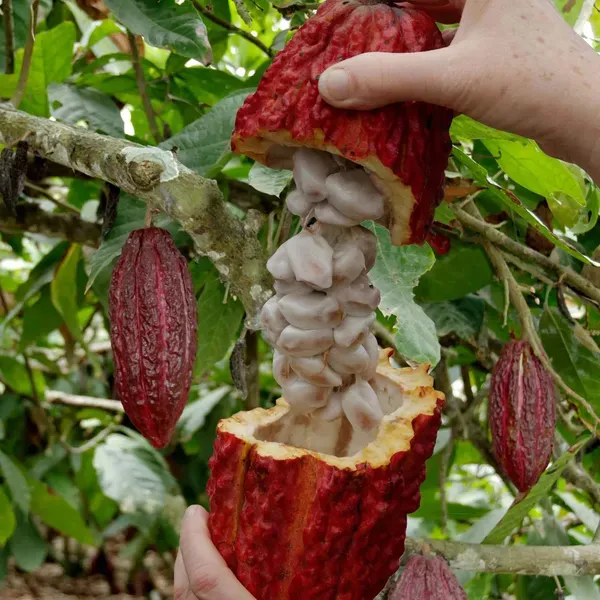 Cocoa_Chocolate_Fruit_Plants_Tree_1_5_3_Feet_Size
