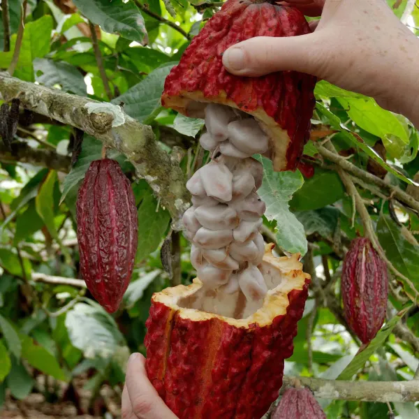 Cocoa_Chocolate_Fruit_Plants_Tree_1_5_3_Feet_Size