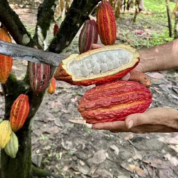 Cocoa_Chocolate_Fruit_Plants_Tree_1_5_3_Feet_Size