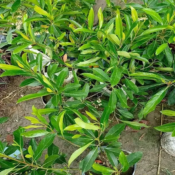Sweet_Ojalpai_All_Time_Fruit_Air_Layering_Grafted_Plants_Tree_1_5_3_Fee