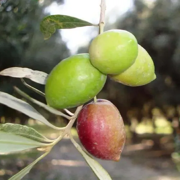 Sweet_Ojalpai_All_Time_Fruit_Air_Layering_Grafted_Plants_Tree_1_5_3_Fee