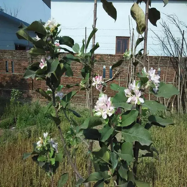 Hariman_99_Low_Chill_Apple_Grafted_Seb_Fruit_Plants_Tree_1_5_3_Feet_Size