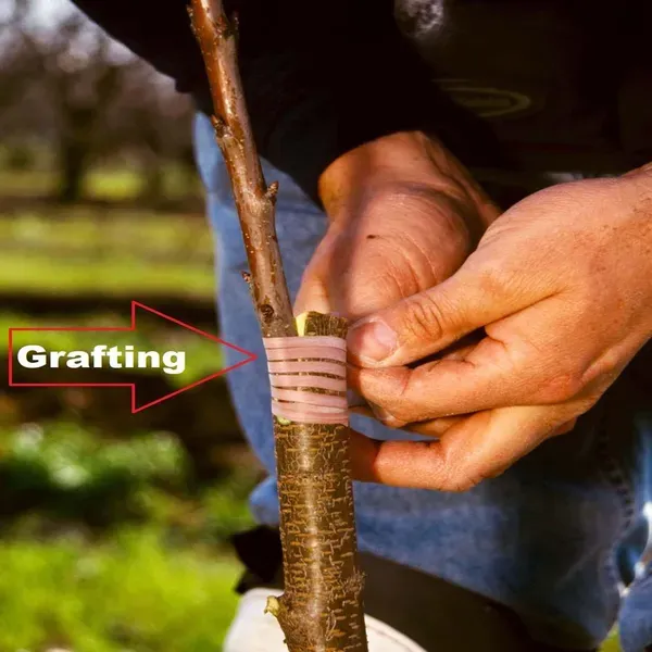 Hariman_99_Low_Chill_Apple_Grafted_Seb_Fruit_Plants_Tree_1_5_3_Feet_Size