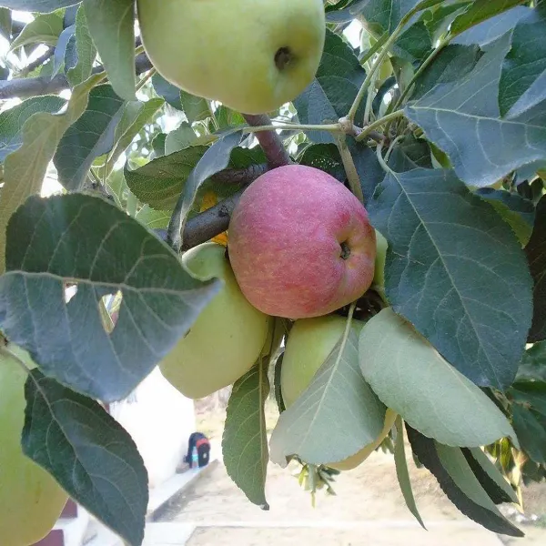 Hariman_99_Low_Chill_Apple_Grafted_Seb_Fruit_Plants_Tree_1_5_3_Feet_Size