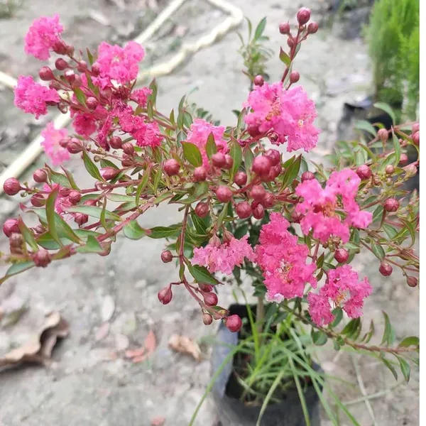Pink_Colour_Furush_Flower_Plants_Tree_1_2_Feet_Size