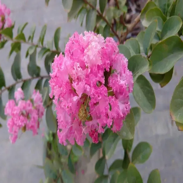 Pink_Colour_Furush_Flower_Plants_Tree_1_2_Feet_Size