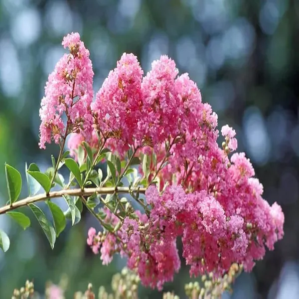Pink_Colour_Furush_Flower_Plants_Tree_1_2_Feet_Size