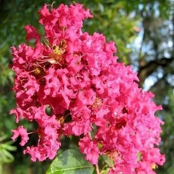 Pink_Colour_Furush_Flower_Plants_Tree_1_2_Feet_Size