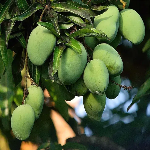 Kalapadi_Mango_Grafted_Aam_Fruit_Plants_Tree_1_5_3_Feet_Size