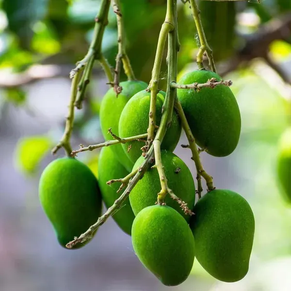 Kalapadi_Mango_Grafted_Aam_Fruit_Plants_Tree_1_5_3_Feet_Size