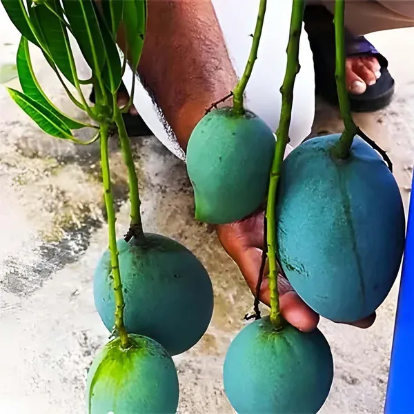 Kalapadi_Mango_Grafted_Aam_Fruit_Plants_Tree_1_5_3_Feet_Size