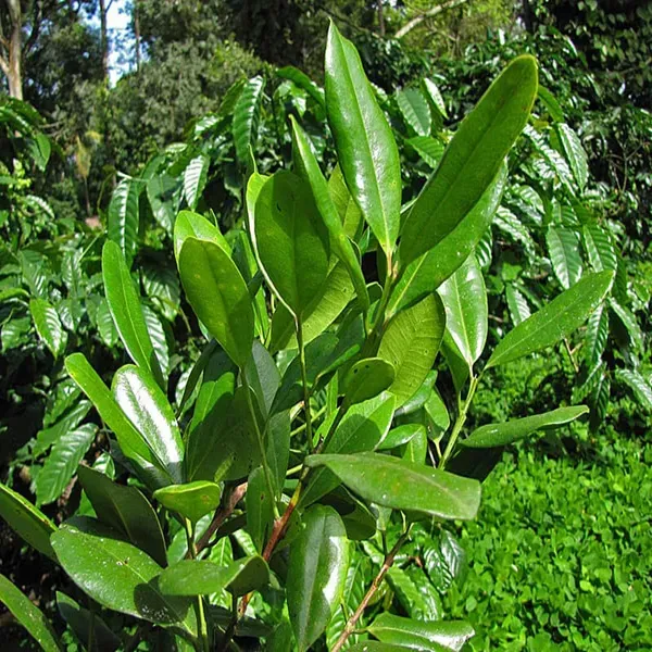All_Spice_Pimenta_Dioica_Spice_Scented_Leaf_Spice_Plants_Tree_1_5_3_Feet