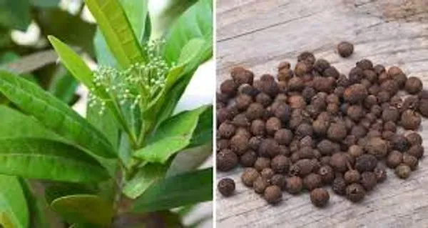 All_Spice_Pimenta_Dioica_Spice_Scented_Leaf_Spice_Plants_Tree_1_5_3_Feet