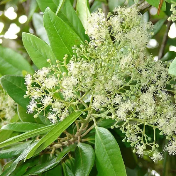 All_Spice_Pimenta_Dioica_Spice_Scented_Leaf_Spice_Plants_Tree_1_5_3_Feet