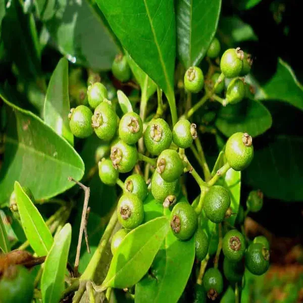 All_Spice_Pimenta_Dioica_Spice_Scented_Leaf_Spice_Plants_Tree_1_5_3_Feet