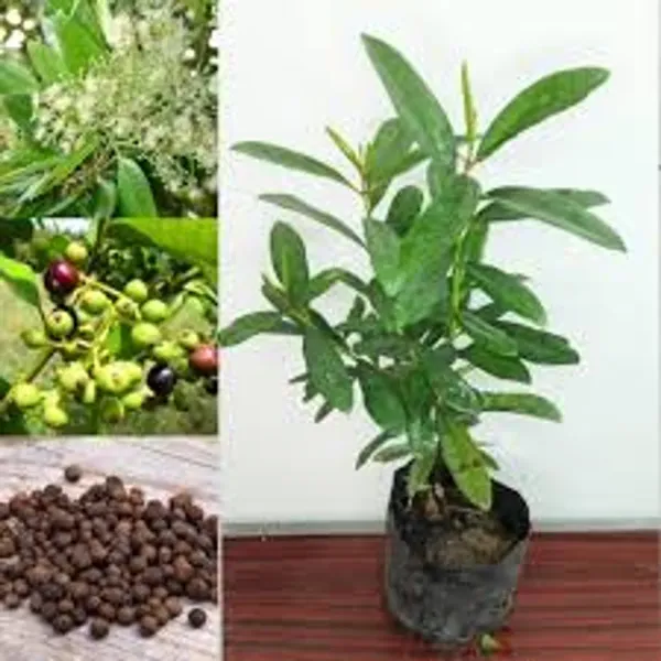 All_Spice_Pimenta_Dioica_Spice_Scented_Leaf_Spice_Plants_Tree_1_5_3_Feet