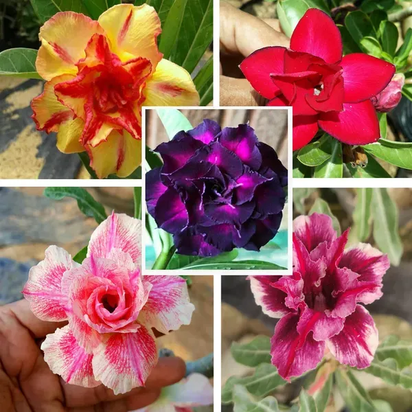 Adenium_Grafted_Flowers_Plant_Pack_Of_5