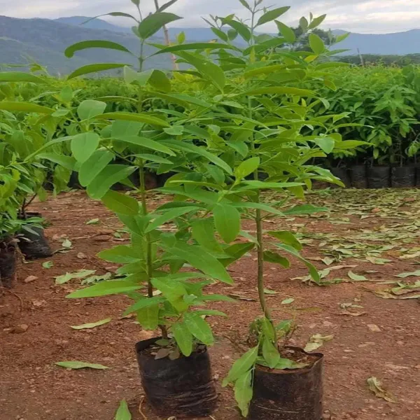 White_Sandalwood_Chandan_Avenue_Plants_Tree_1_5_3_Feet_Size