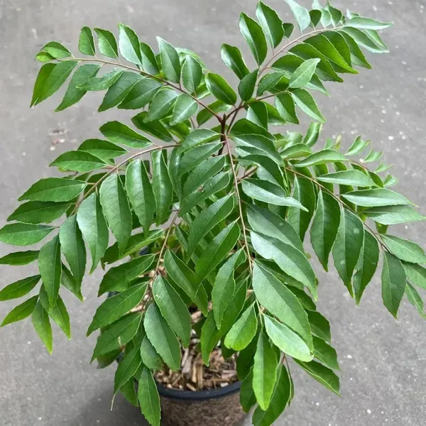 Curry_Leafs_Kadi_Patta_Murraya_Koenigii_Meetha_Neem_Plants_Tree_1_2_Feet