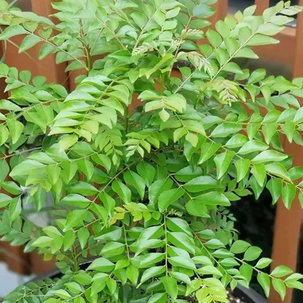 Curry_Leafs_Kadi_Patta_Murraya_Koenigii_Meetha_Neem_Plants_Tree_1_2_Feet