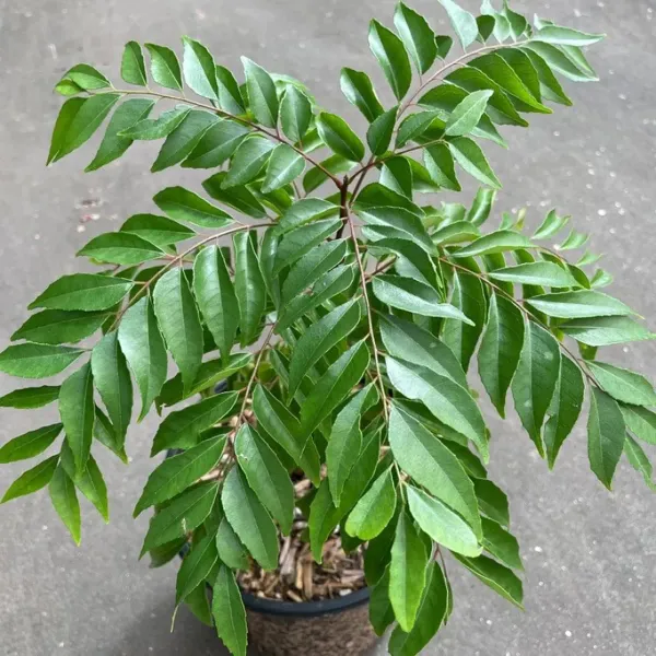 Curry_Leafs_Kadi_Patta_Murraya_Koenigii_Meetha_Neem_Plants_Tree_1_2_Feet