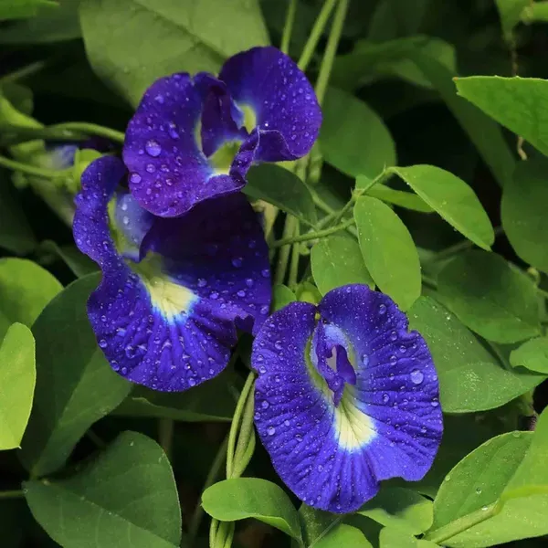 Nill_Kantho_Flower_Plants_Tree_1_2_Feet_Size