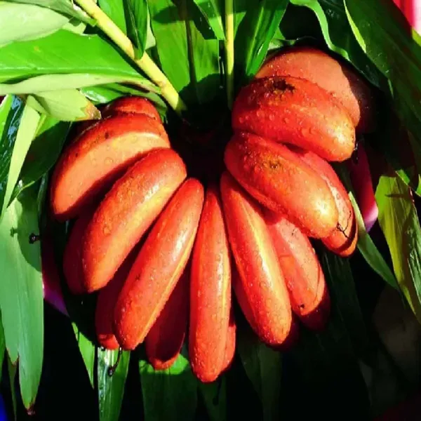 Red_Banana_Tissue_Caltured_Fruit_Plants_Tree_1_2_Feet_Size