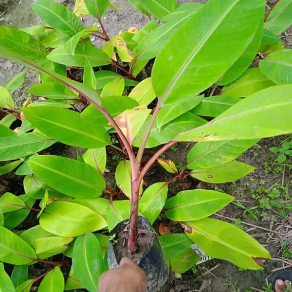 Red_Banana_Tissue_Caltured_Fruit_Plants_Tree_1_2_Feet_Size