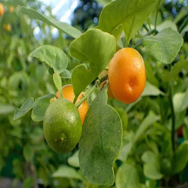 Cot_Sour_All_Time_Lemon_Nimbu_Fruit_Grafted_Plants_Tree_1_2_Feet_Size