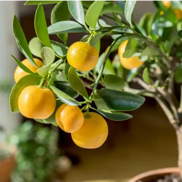 Cot_Sour_All_Time_Lemon_Nimbu_Fruit_Grafted_Plants_Tree_1_2_Feet_Size